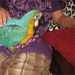 7дома,  поднятые и зарегистрирован синих и золотых попугаи ара для прод