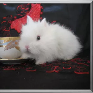 Карликовые Кролики из питомника-mr.Моркoffкин 