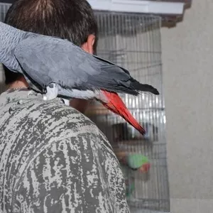 хорошо обученных африканские серые попугаи для нового дома