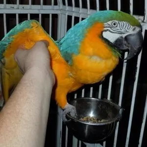 дома,  поднятые и зарегистрирован синих и золотых попугаи ара.