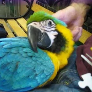 VМы продаем очень дружелюбный синий и золотой попугаев ара.