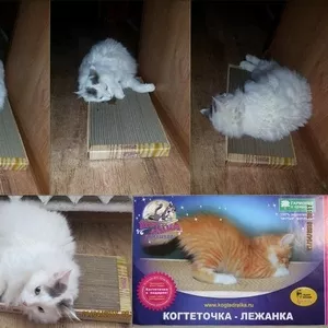 Когтедралки для кошек в Волгограде.