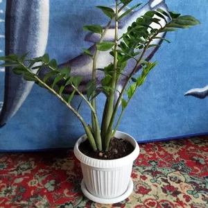 Растение замиокулькас