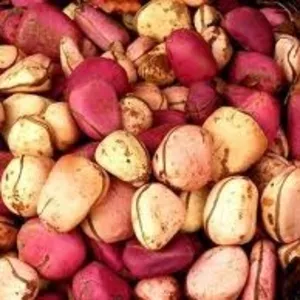Орех Колы (свежий). Продукция из Западной Африки