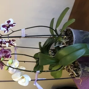 Продаю орхидеи рода Фаленопсис 