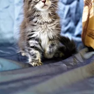 Клубный котенок Мейн Кун