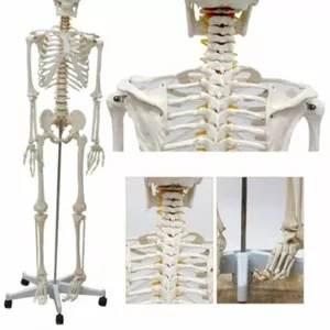 Анатомическая Модель скелета человека 170 см  на роликовой подставке