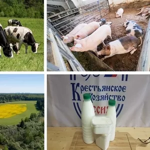 Фермерское хозяйство в Московской области: молочные и мясные продукты