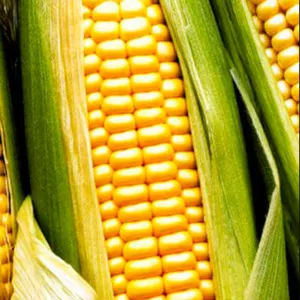Семена гибридов кукурузы Лимагрен купить ЛГ 31272 ФАО 270 ЛГ 30315
