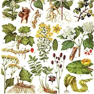 Лекарственные травы,  корни,  плоды