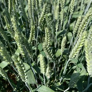 Семена озимой пшеницы,  ячменя и тритикале элита и репродукции