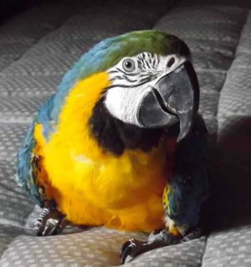 8дома,  поднятые и зарегистрирован синих и золотых попугаи ара для прод